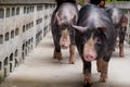 Swine farming business in relax time Royalty Free Stock Photo